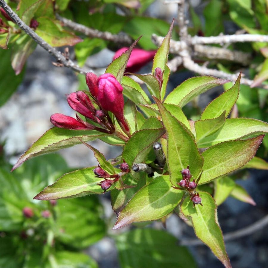 Вейгела Минуэт, С3 Вейгела Минуэт, С3 - Dolina-Sad.Ru