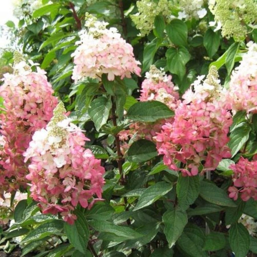 Гортензия метельчатая Мэджикал Везувио, С2 Гортензия метельчатая Мэджикал Везувио, С2 - Dolina-Sad.Ru