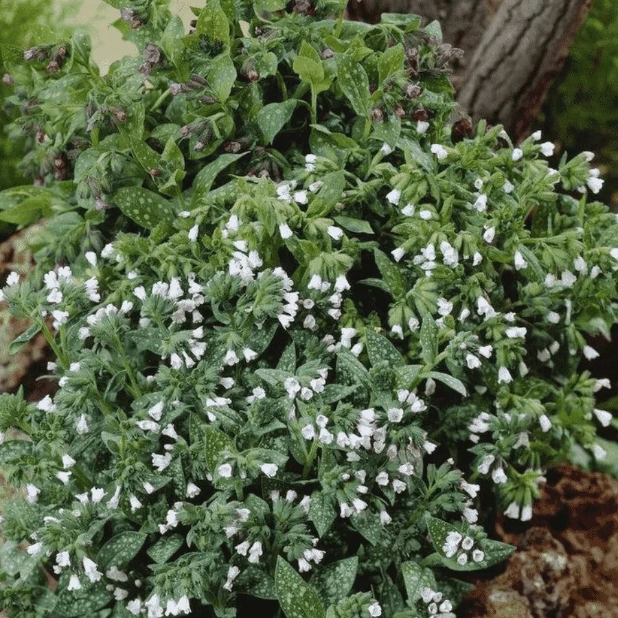 Медуница лекарственная Сиссингхерст Вайт Медуница лекарственная Сиссингхерст Вайт - Dolina-Sad.Ru