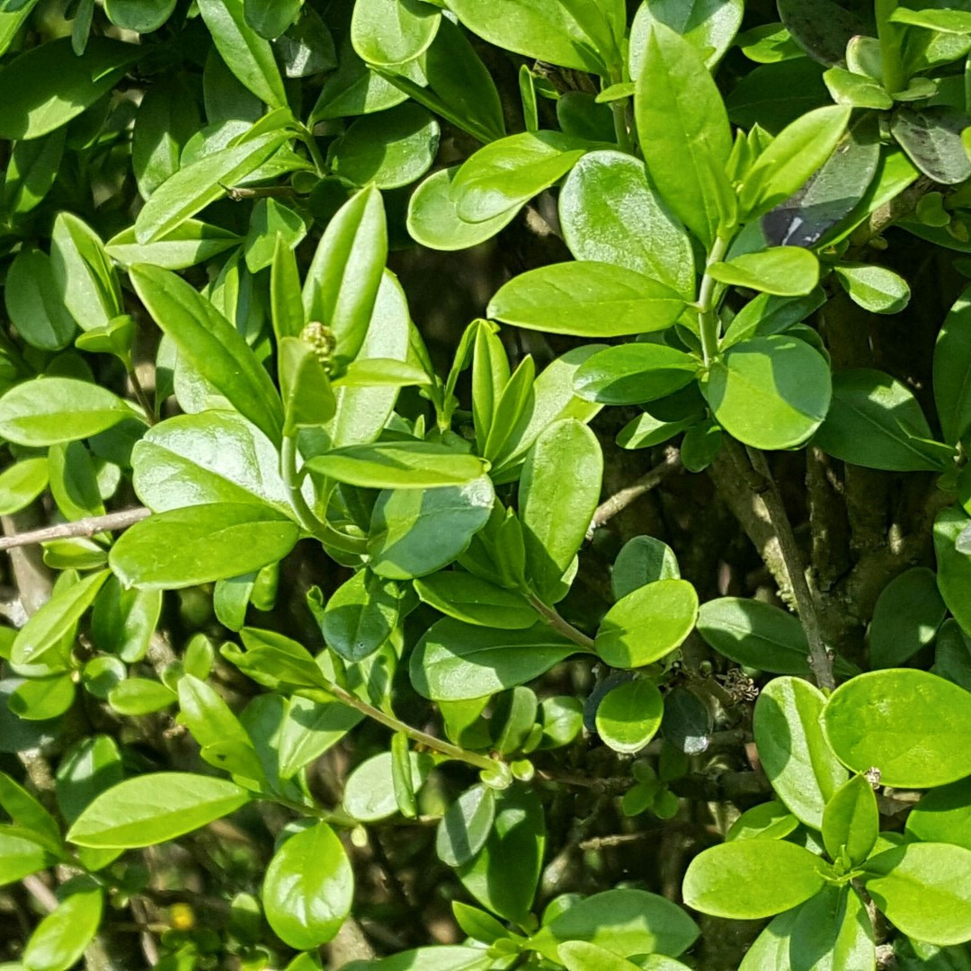 Бирючина обыкновенная Листрум - Dolina-Sad.Ru