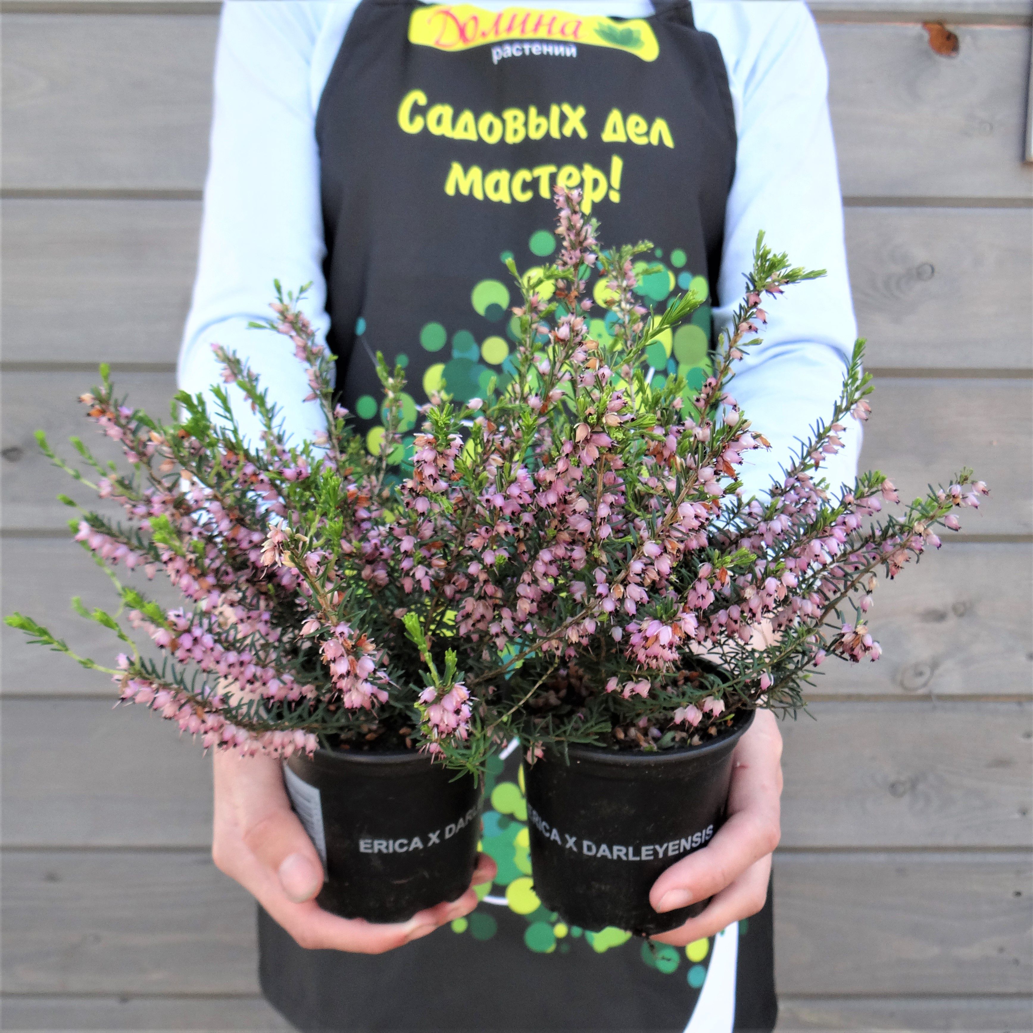 Эрика дарленская Дарлей Дэйл фото