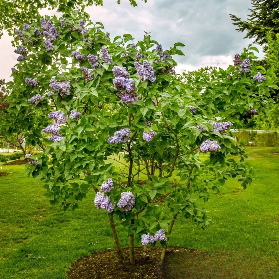 Сирень обыкновенная Надежда, С3 - Dolina-Sad.Ru