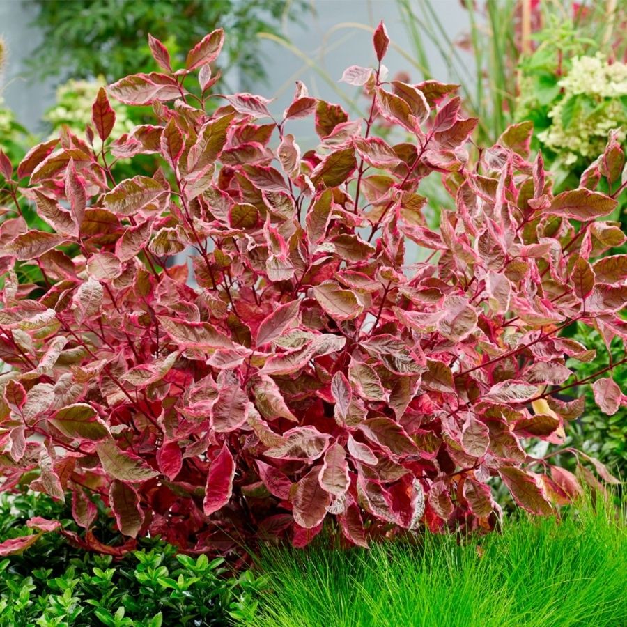 Дерен белый Миракл, С3 Дерен белый Миракл, С3 - Dolina-Sad.Ru