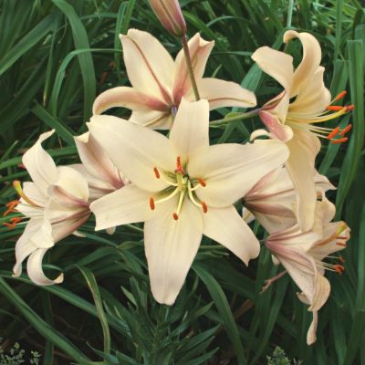 Лилия Перл Франсес Лилия Перл Франсес - Dolina-Sad.Ru