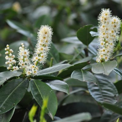 Лавровишня Ван Нес - Dolina-Sad.Ru