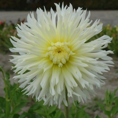 Георгина Айс Кристал Георгина Айс Кристал - Dolina-Sad.Ru