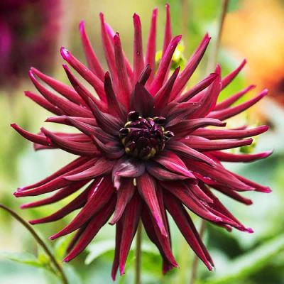 Георгина Нуи д Эте Георгина Нуи д Эте фото