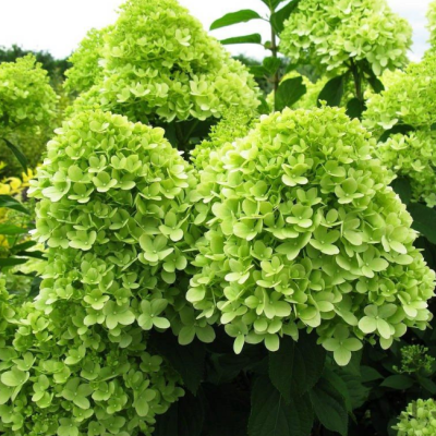 Гортензия метельчатая Литл Лайм Гортензия метельчатая Литл Лайм фото