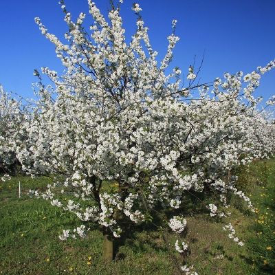 Вишня Облачинская Вишня Облачинская - Dolina-Sad.Ru