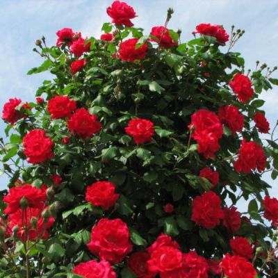 Роза Энцелад Роза Энцелад - Dolina-Sad.Ru