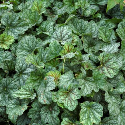 Гейхера Грин Ти Гейхера Грин Ти - Dolina-Sad.Ru