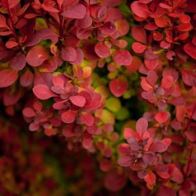 Барбарис тунберга Ред Рокет Барбарис тунберга Ред Рокет фото