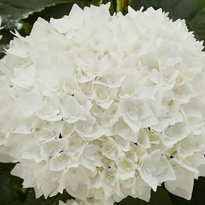 Гортензия крупнолистная Диппо Фредо Гортензия крупнолистная Диппо Фредо - Dolina-Sad.Ru