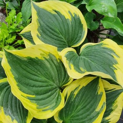 Хоста Броад Банд Хоста Броад Банд - Dolina-Sad.Ru