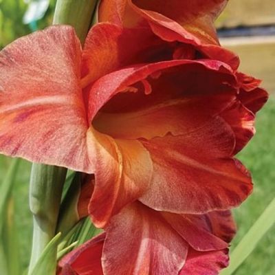 Гладиолус Могикан - Dolina-Sad.Ru