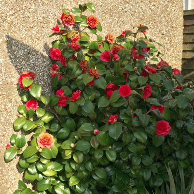 Камелия японская Леди Кэмпбелл Камелия японская Леди Кэмпбелл - Dolina-Sad.Ru