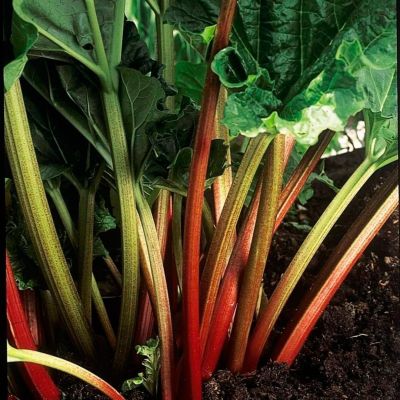 Ревень волнистый Стокбридж Эрроу Ревень волнистый Стокбридж Эрроу - Dolina-Sad.Ru