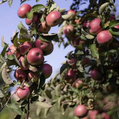 Яблоня Теремок/Осенняя Яблоня Теремок/Осенняя - Dolina-Sad.Ru