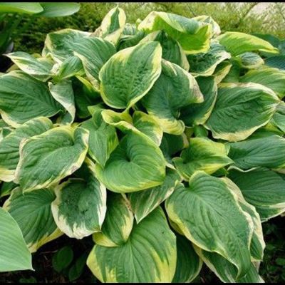 Хоста Фрагрант Дрим Хоста Фрагрант Дрим - Dolina-Sad.Ru