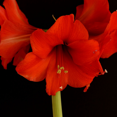 Амариллис Принцес Маргриет (Парк Оранж) Амариллис Принцес Маргриет (Парк Оранж) фото