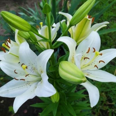 Лилия Инувик Лилия Инувик - Dolina-Sad.Ru