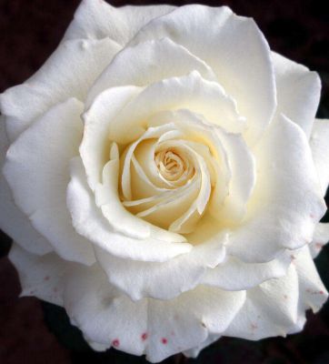 Роза Маунт Шаста Роза Маунт Шаста фото