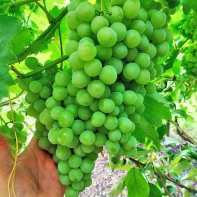 Виноград Галбена Ноу Виноград Галбена Ноу фото