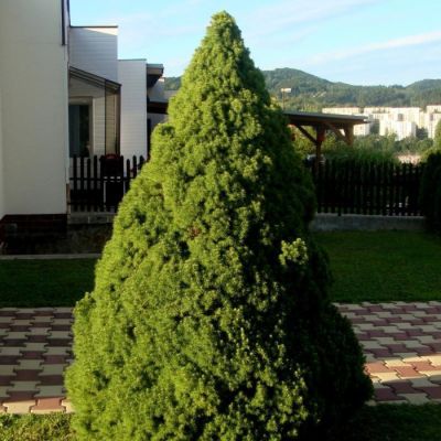 Ель канадская Коника? Ель канадская Коника? - Dolina-Sad.Ru