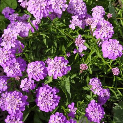 Иберис зонтичный Смесь окрасок Иберис зонтичный Смесь окрасок фото