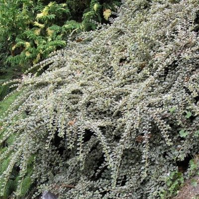 Кизильник Горизонтальный Вариегата Кизильник Горизонтальный Вариегата фото