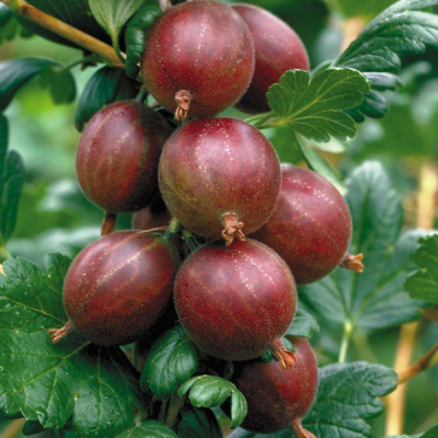 Крыжовник Олави Крыжовник Олави фото