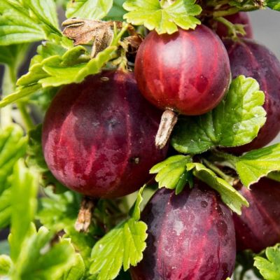 Крыжовник Ахилес Крыжовник Ахилес - Dolina-Sad.Ru