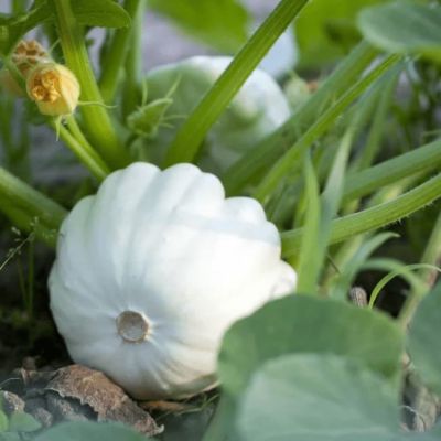 Патиссон Белые 13 фото