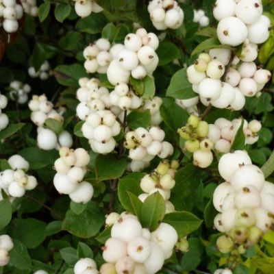 Снежноягодник Мэйджикал Галакси Снежноягодник Мэйджикал Галакси - Dolina-Sad.Ru