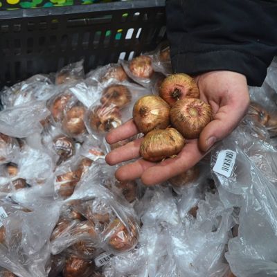 Гладиолус Кроссфаер Гладиолус Кроссфаер - Dolina-Sad.Ru