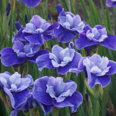 Ирис Ай Си Старз Ирис Ай Си Старз - Dolina-Sad.Ru