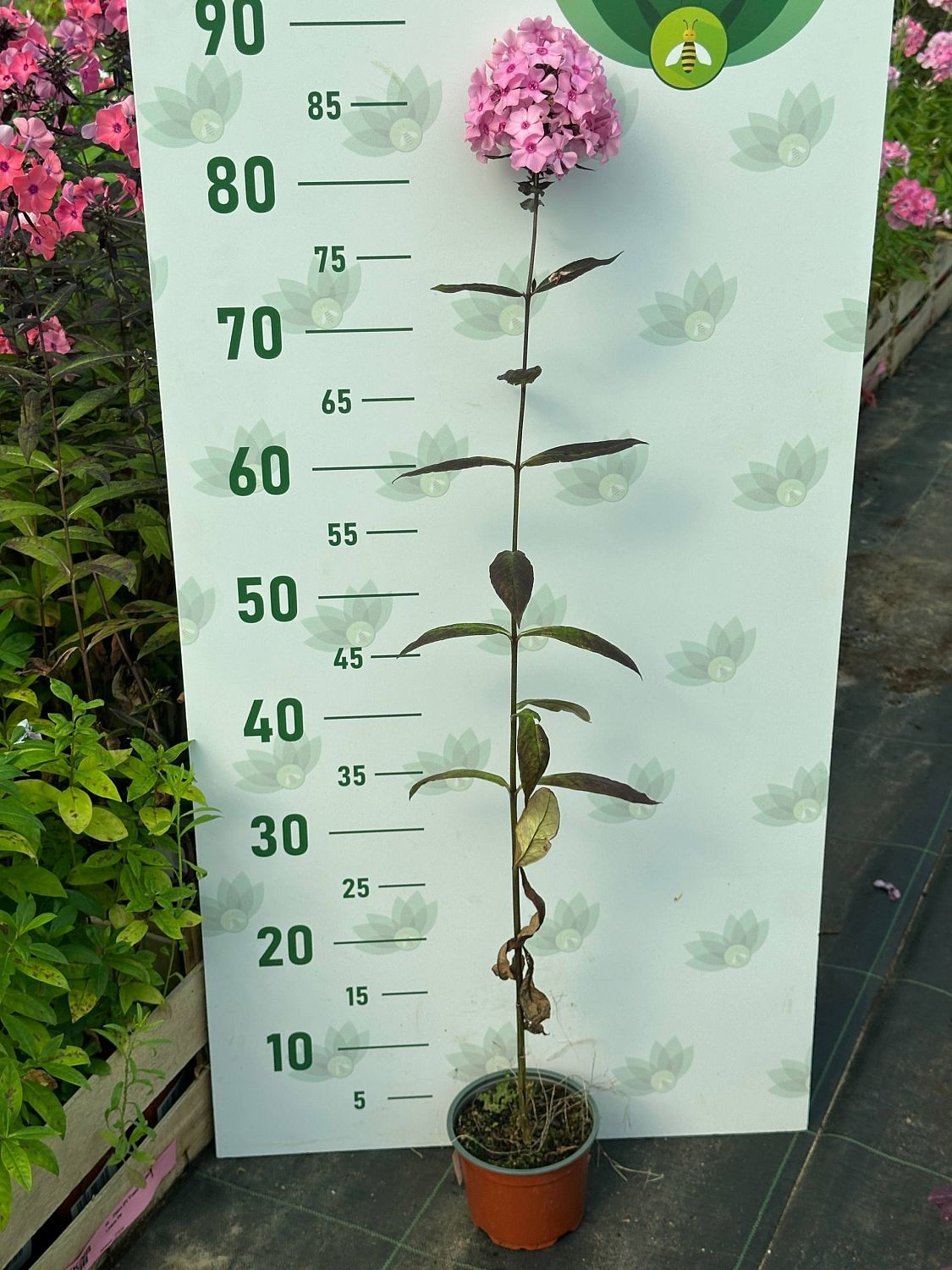 Флокс метельчатый Свит Саммер Кэнди - Dolina-Sad.Ru