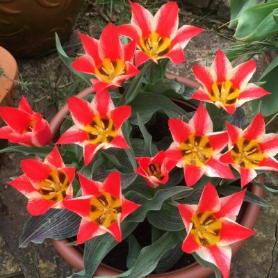 Тюльпан Плаисир Тюльпан Плаисир - Dolina-Sad.Ru