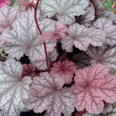 Гейхера Ворлд Кафе Шакерато , С1,5 Гейхера Ворлд Кафе Шакерато , С1,5 фото