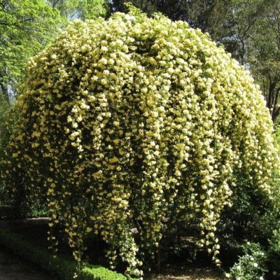 Роза Леди Бэнкс Роза Леди Бэнкс - Dolina-Sad.Ru