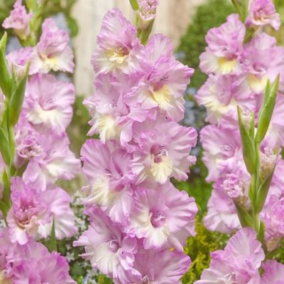 Гладиолус Владивосток Гладиолус Владивосток - Dolina-Sad.Ru