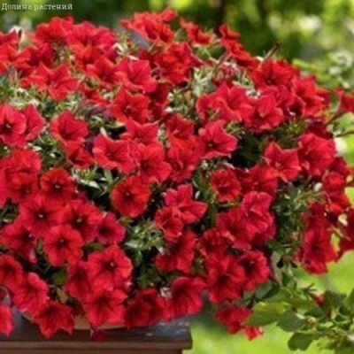 Петуния Лавина Пурпурная F1 ампельная, пробирка Петуния Лавина Пурпурная F1 ампельная, пробирка фото