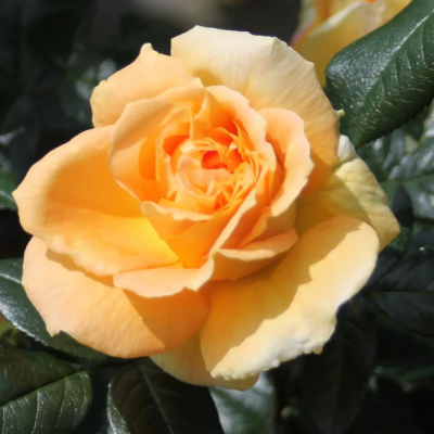 Роза Барбара Хендрикс Роза Барбара Хендрикс фото