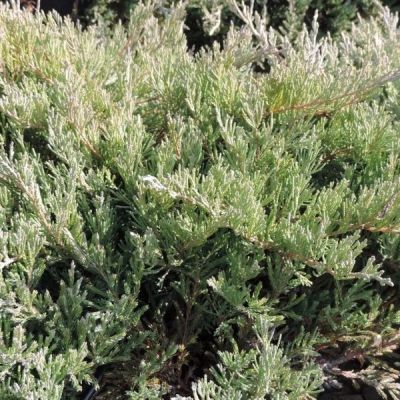 Можжевельник горизонтальный Глациер Можжевельник горизонтальный Глациер - Dolina-Sad.Ru