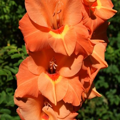 Гладиолус Принц оф Оранж - Dolina-Sad.Ru