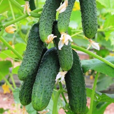 Огурец Князь Владимир Огурец Князь Владимир фото