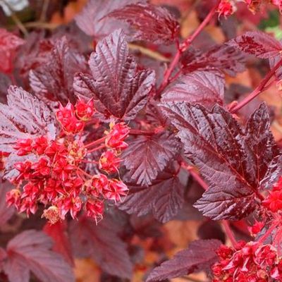 Пузыреплодник калинолистный Диабл Дор Пузыреплодник калинолистный Диабл Дор - Dolina-Sad.Ru