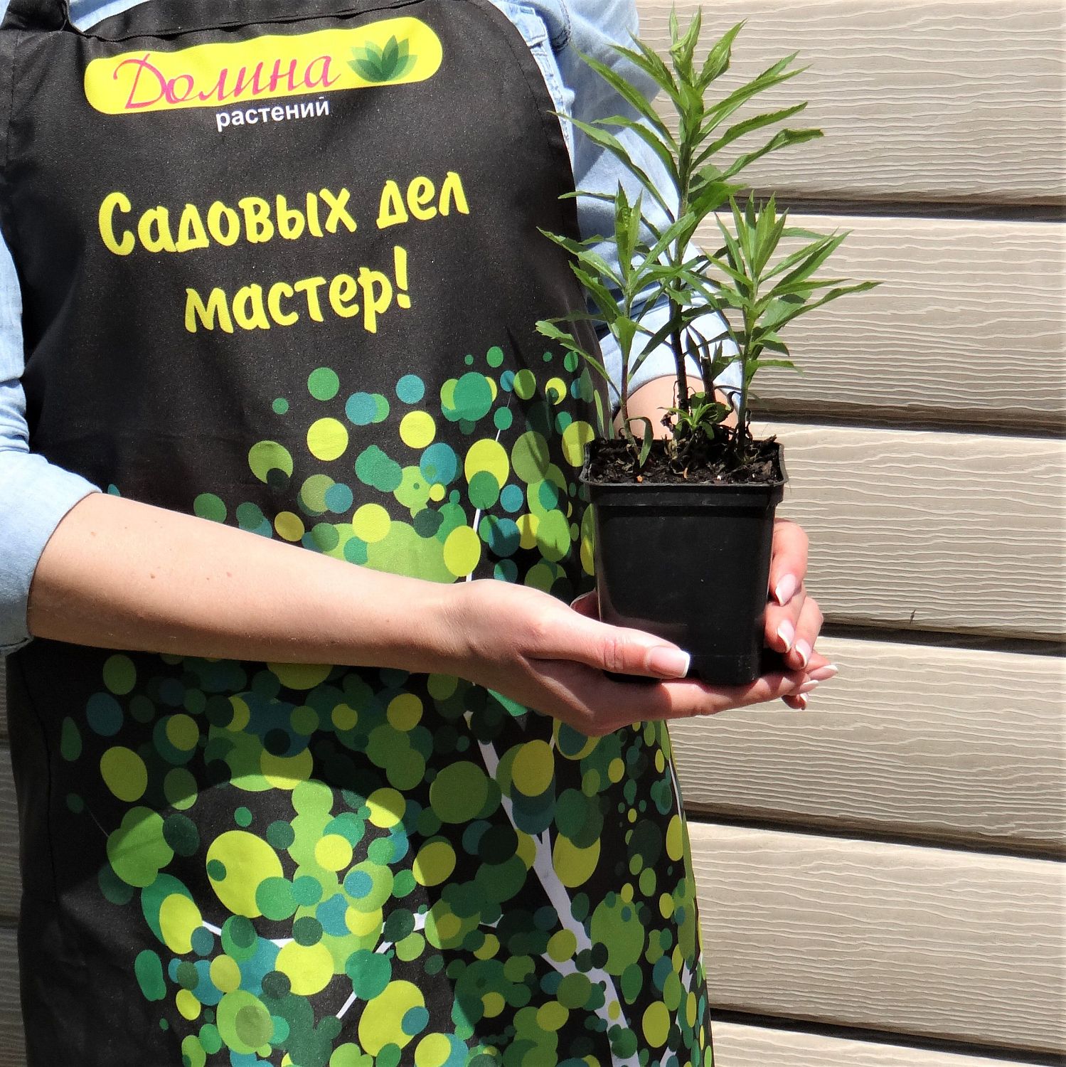 Золотарник гибридный Страхленкрон Золотарник гибридный Страхленкрон фото