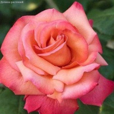 Роза Христофор Колумб фото