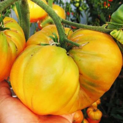 Томат Желтый великан Томат Желтый великан фото